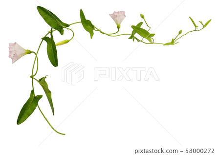 Bindweed flower and leaves Bindweed flower and leaves 58000272