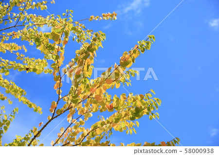 Katsura yellow leaves 58000938