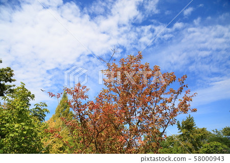 Miyuki yellow leaves 58000943