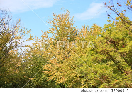 Katsura yellow leaves Katsura yellow leaves 58000945