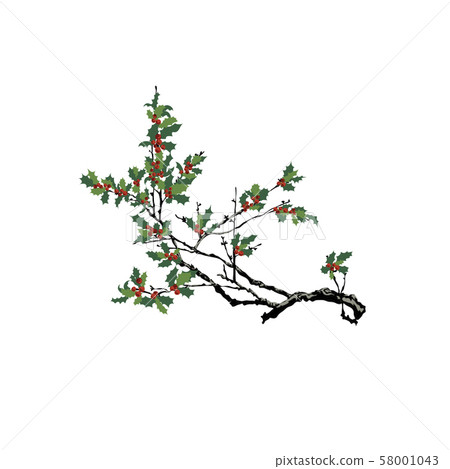 The holly tree isolated on white background - Vector illustration 58001043