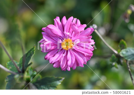Akiake chrysanthemum (Kifune chrysanthemum) one wheel 1 58001621