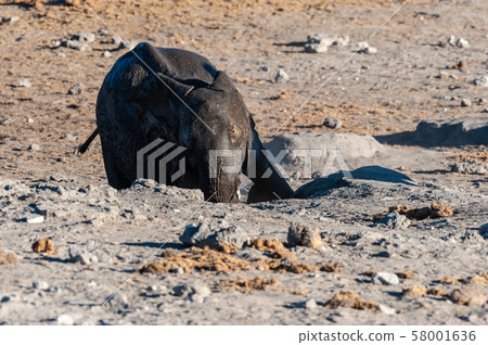 An African Elephant rolling itself over in the dirt. An African Elephant rolling itself over in the dirt. 58001636