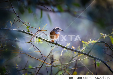 Small blue throat bird on the bush 58001740