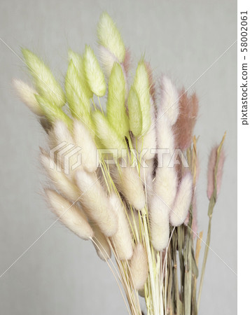 Lagrass dried flower Lagrass dried flower 58002061