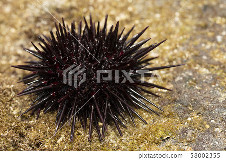 Murasaki Sea Urchin 58002355