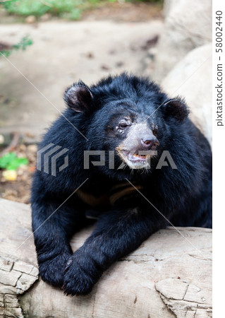Asian great black bear. Danger, mammal. Asian great black bear. Danger, mammal. 58002440