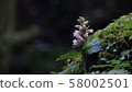 Akebono shran 58002501