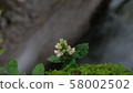 Akebono Shuran with running water 58002502