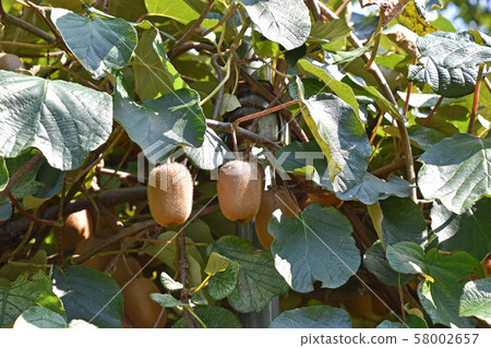 Kiwi fruit Kiwi fruit 58002657