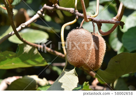 Kiwi fruit Kiwi fruit 58002658