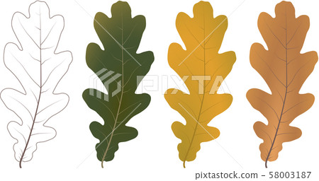 Set of autumn oak leaves. Vector. 58003187