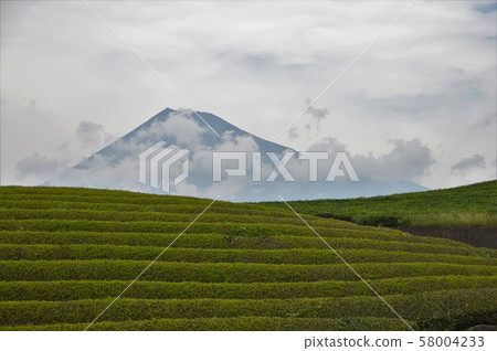 Tea plantation and Mt. Fuji 58004233