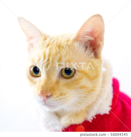 Kitten dressed in santa suit on white background Kitten dressed in santa suit on white background 58004545
