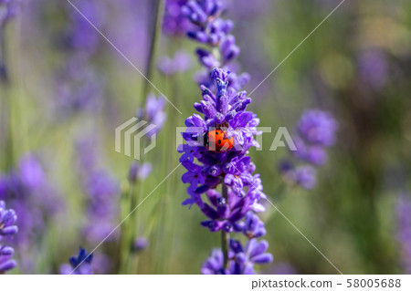 Seven spot ladybird on a lavender plant 58005688