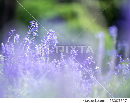 Blue salvia flowers Blue salvia flowers 58005737