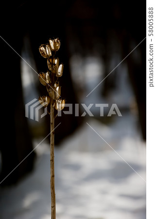 Withered lily Withered lily 58005888