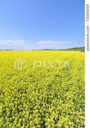 A field of rape blossoms and a blue sky (Appei, Hokkaido) 58006089
