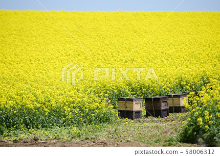 Beekeeping (honeycomb and rape) 58006312