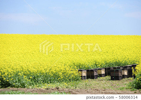 Beekeeping (honeycomb and rape) Beekeeping (honeycomb and rape) 58006314