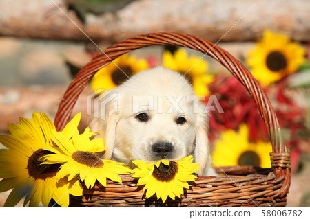 Amazing puppy in the autumn basket Amazing puppy in the autumn basket 58006782