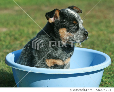 Australian Cattle Dog playing with water 58006794
