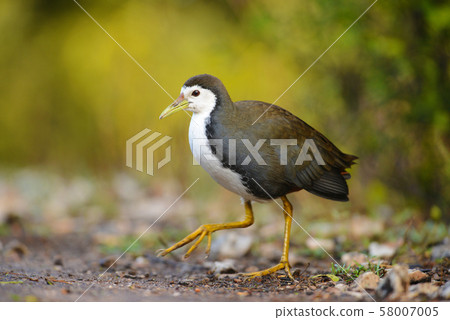 White-breasted waterhen, Amaurornis phoenicurus, Bharatpur, Rajasthan, India White-breasted waterhen, Amaurornis phoenicurus, Bharatpur, Rajasthan, India 58007005