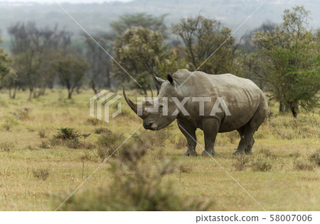 Endengered white rhino, Ceratotherium simum, Nakuru, Kenya, Africa Endengered white rhino, Ceratotherium simum, Nakuru, Kenya, Africa 58007006