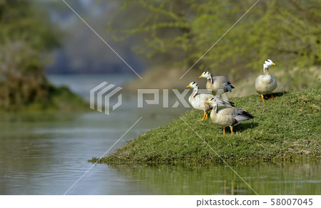 Bar-headed geese, Anser indicus, Bharatpur, Rajasthan, India 58007045