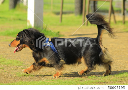 臘腸犬 臘腸犬 58007195