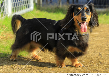 臘腸犬 臘腸犬 58007196