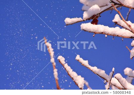Morning persimmon tree snowy Morning persimmon tree snowy 58008348