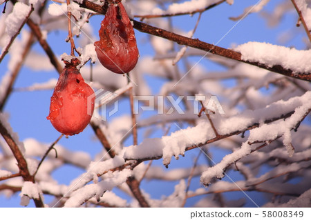 Morning persimmon tree snowy Morning persimmon tree snowy 58008349
