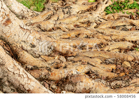 wooden background roots binding dense pattern wooden background roots binding dense pattern 58008456