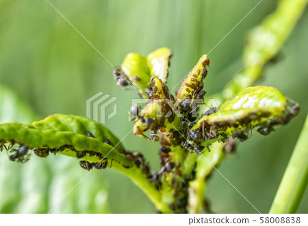 Insects 58008838