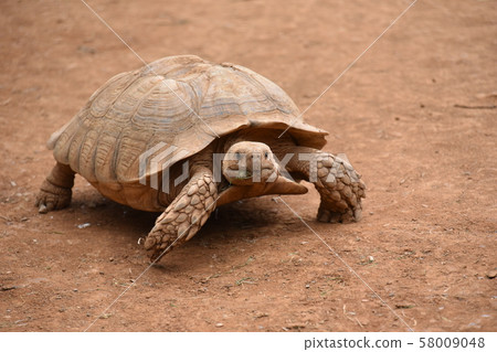 Take a walk 58009048