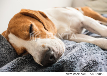 Small hound Beagle dog sleeping at home on the Small hound Beagle dog sleeping at home on the 58009053