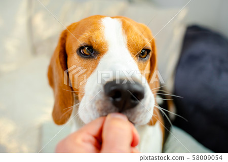 Feeding beagle dog with a treat from hand 58009054