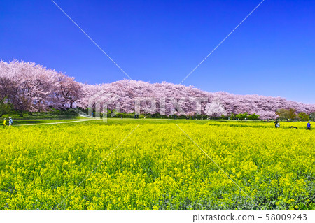 A view of Kote Gongen-do dynasty in full blooming cherry trees in Satte City, Saitama Prefecture A view of Kote Gongen-do dynasty in full blooming cherry trees in Satte City, Saitama Prefecture 58009243