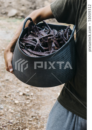 farmer carrying a basket full of carob beans farmer carrying a basket full of carob beans 58009312