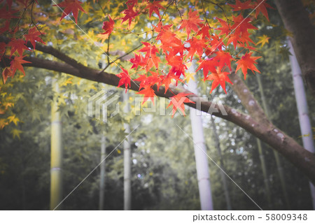 秋天的京都天龍寺 秋天的京都天龍寺 58009348