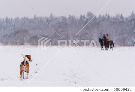 beagle dog outdoor portrait walking in snow beagle dog outdoor portrait walking in snow 58009423