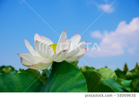 Early summer blue sky and 2000-year lotus field [Saga] 58009638
