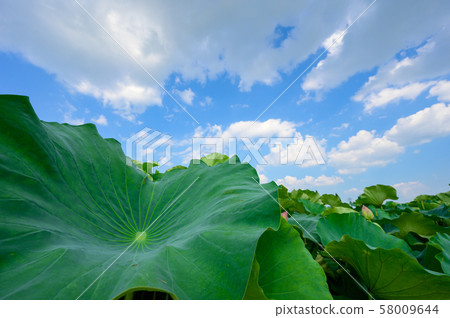 Early summer blue sky and 2000-year lotus field [Saga] 58009644