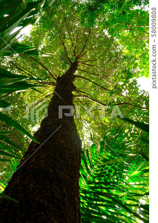 ant eye view of Resak Tembaga tree in jungle ant eye view of Resak Tembaga tree in jungle 58009808