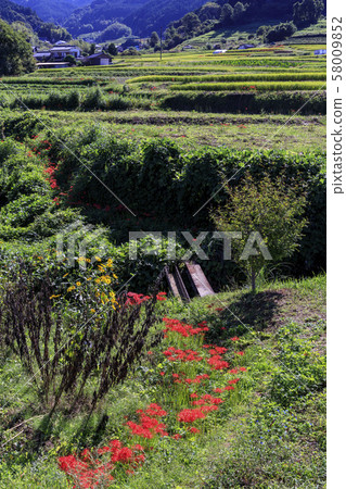 明日香水稻梯田,群集孤挺花 明日香水稻梯田,群集孤挺花 58009852