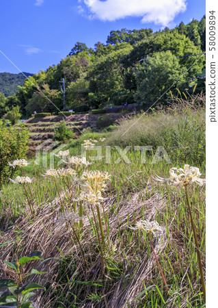 Asuka rice terraces, cluster amaryllis 58009894
