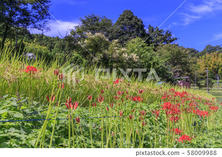 Asuka rice terraces, cluster amaryllis 58009988