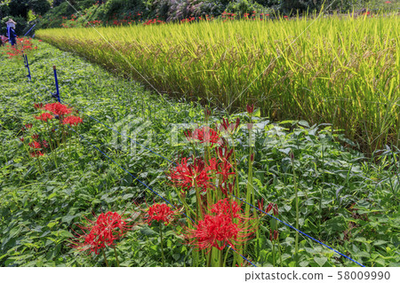 Asuka rice terraces, cluster amaryllis 58009990