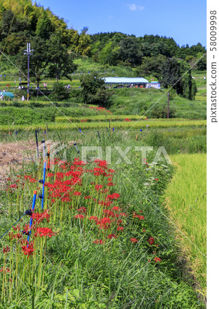 明日香水稻梯田,群集孤挺花 明日香水稻梯田,群集孤挺花 58009998